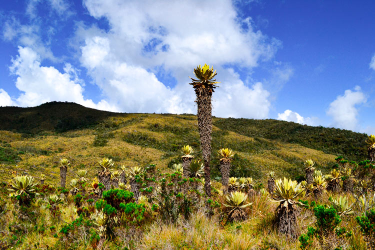 Frailejon alto paramo del sol