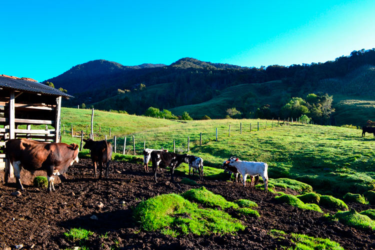 Vereda el chuscal urrao 